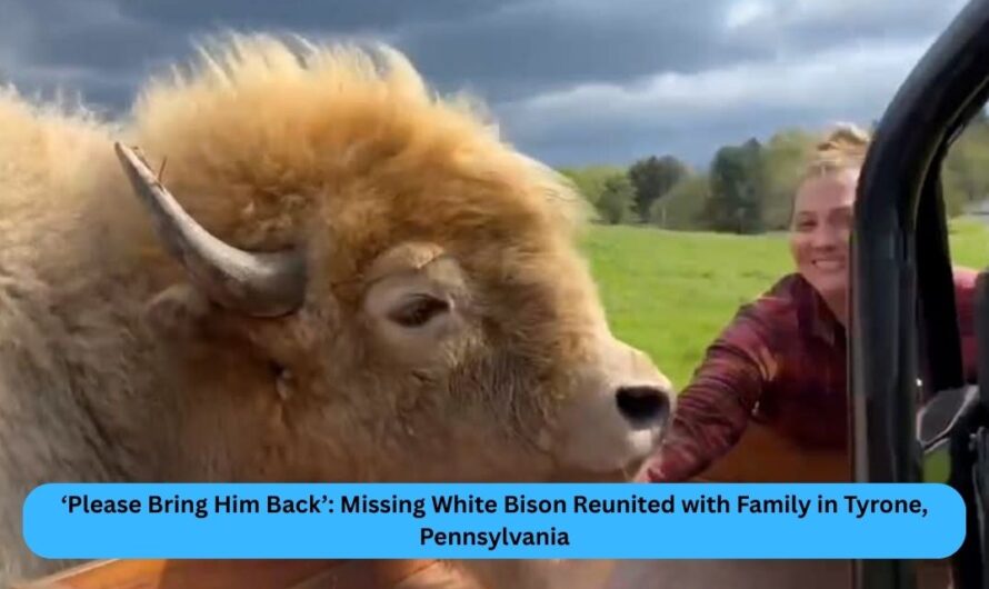 ‘Please Bring Him Back’: Missing White Bison Reunited with Family in Tyrone, Pennsylvania
