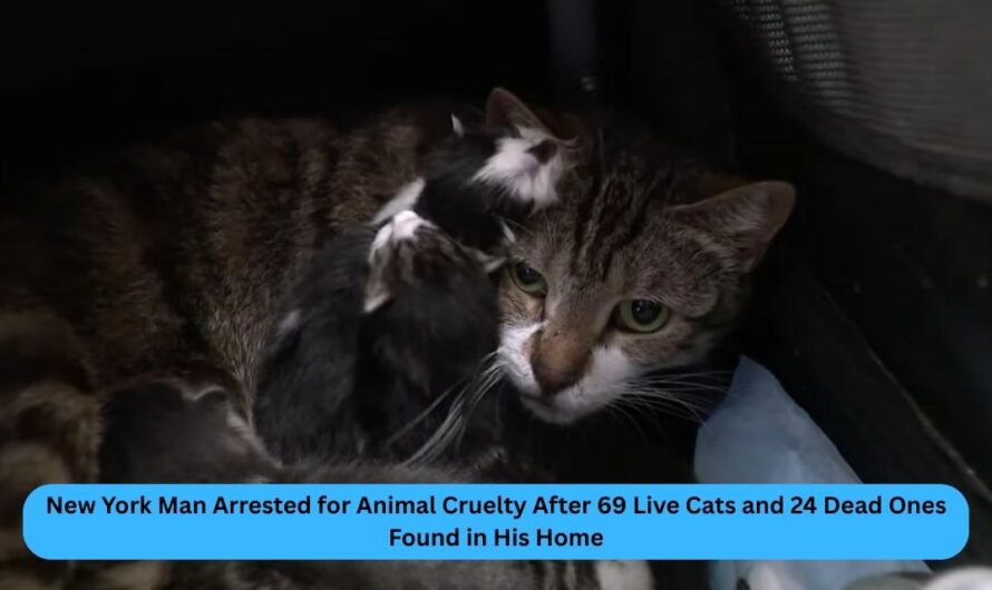 New York Man Arrested for Animal Cruelty After 69 Live Cats and 24 Dead Ones Found in His Home