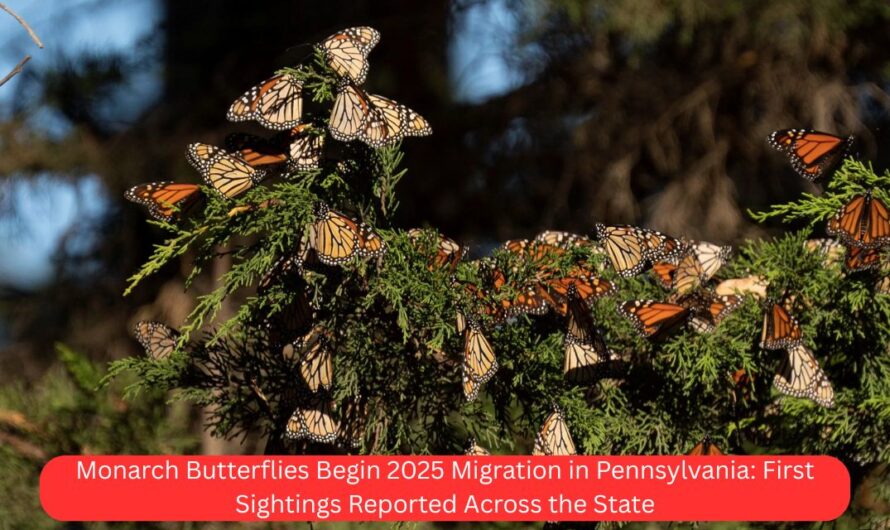 Monarch Butterflies Begin 2025 Migration in Pennsylvania: First Sightings Reported Across the State