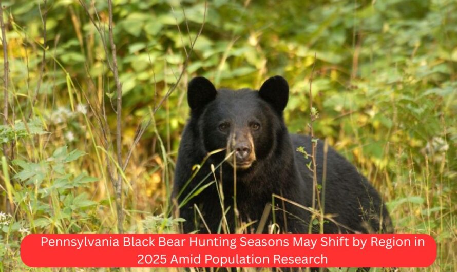Pennsylvania Black Bear Hunting Seasons May Shift by Region in 2025 Amid Population Research