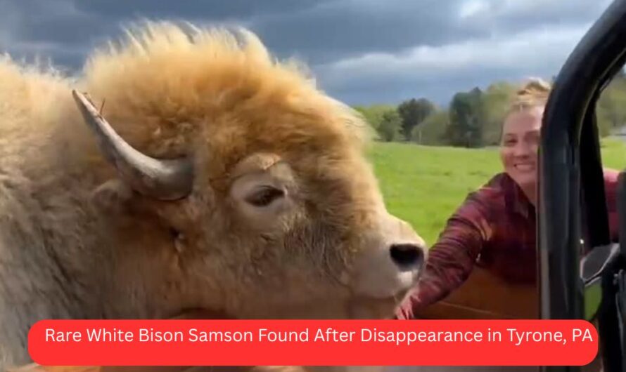 Rare White Bison Samson Found After Disappearance in Tyrone, PA