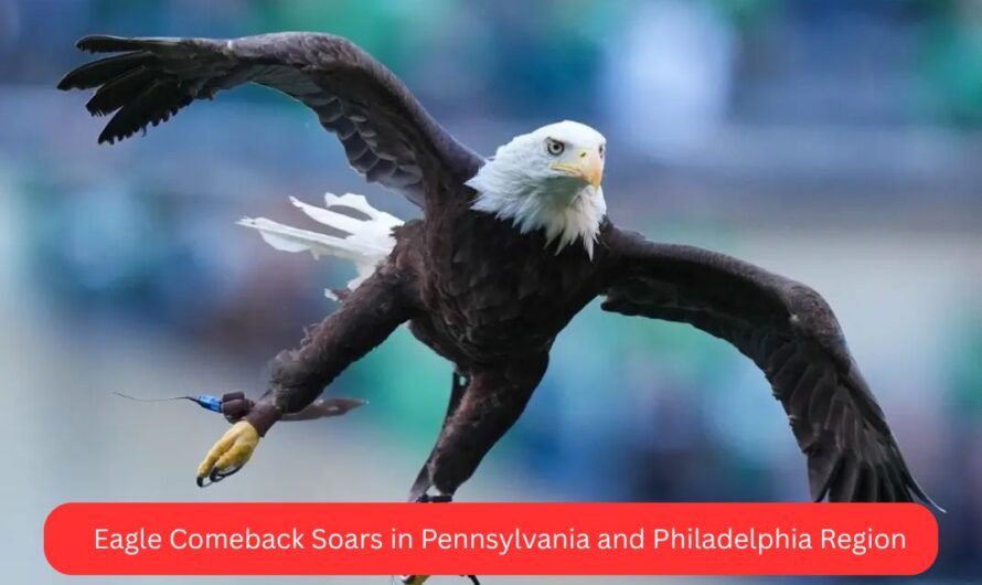 Eagle Comeback Soars in Pennsylvania and Philadelphia Region