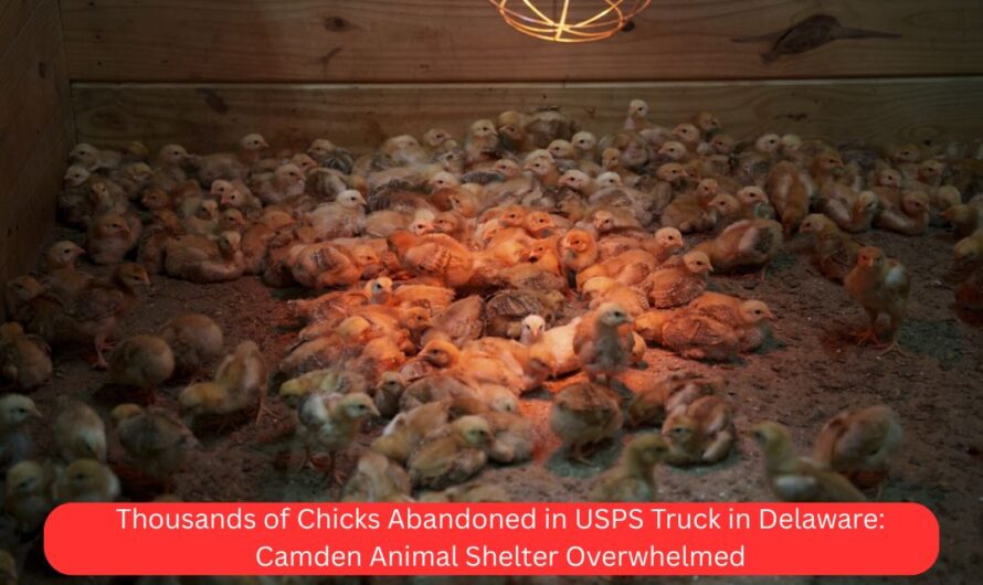 Thousands of Chicks Abandoned in USPS Truck in Delaware: Camden Animal Shelter Overwhelmed