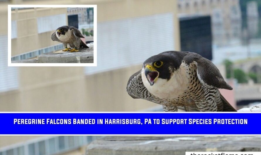 Peregrine Falcons Banded in Harrisburg, PA to Support Species Protection