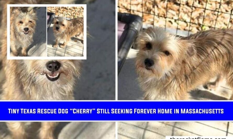 Tiny Texas Rescue Dog “Cherry” Still Seeking Forever Home in Massachusetts