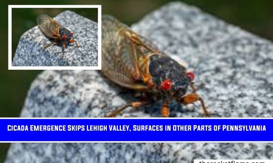 Cicada Emergence Skips Lehigh Valley, Surfaces in Other Parts of Pennsylvania
