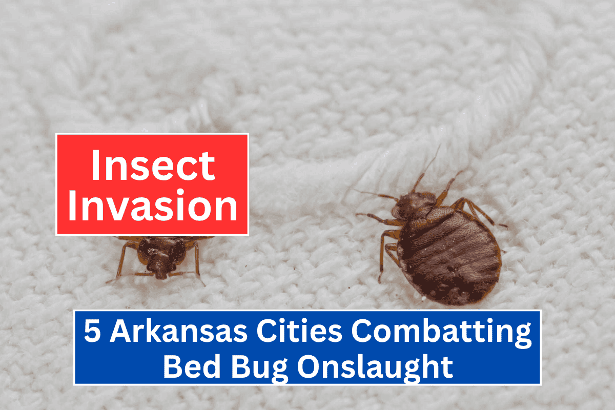 Insect Invasion: 5 Arkansas Cities Combatting Bed Bug Onslaught