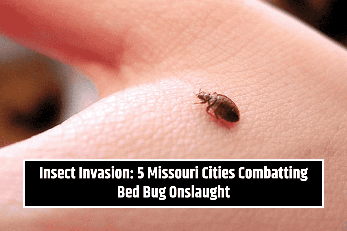 Insect Invasion: 5 Missouri Cities Combatting Bed Bug Onslaught