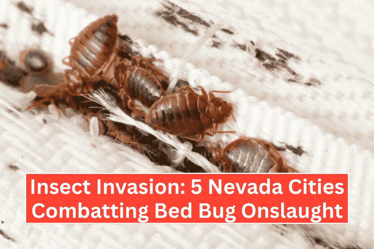 Insect Invasion: 5 Nevada Cities Combatting Bed Bug Onslaught