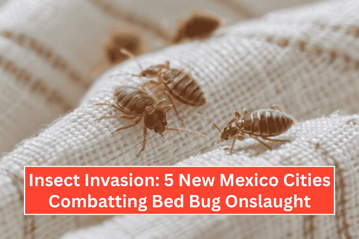 Insect Invasion: 5 New Mexico Cities Combatting Bed Bug Onslaught