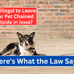 Is It Illegal to Leave Your Pet Chained Outside in Iowa? Here's What the Law Says