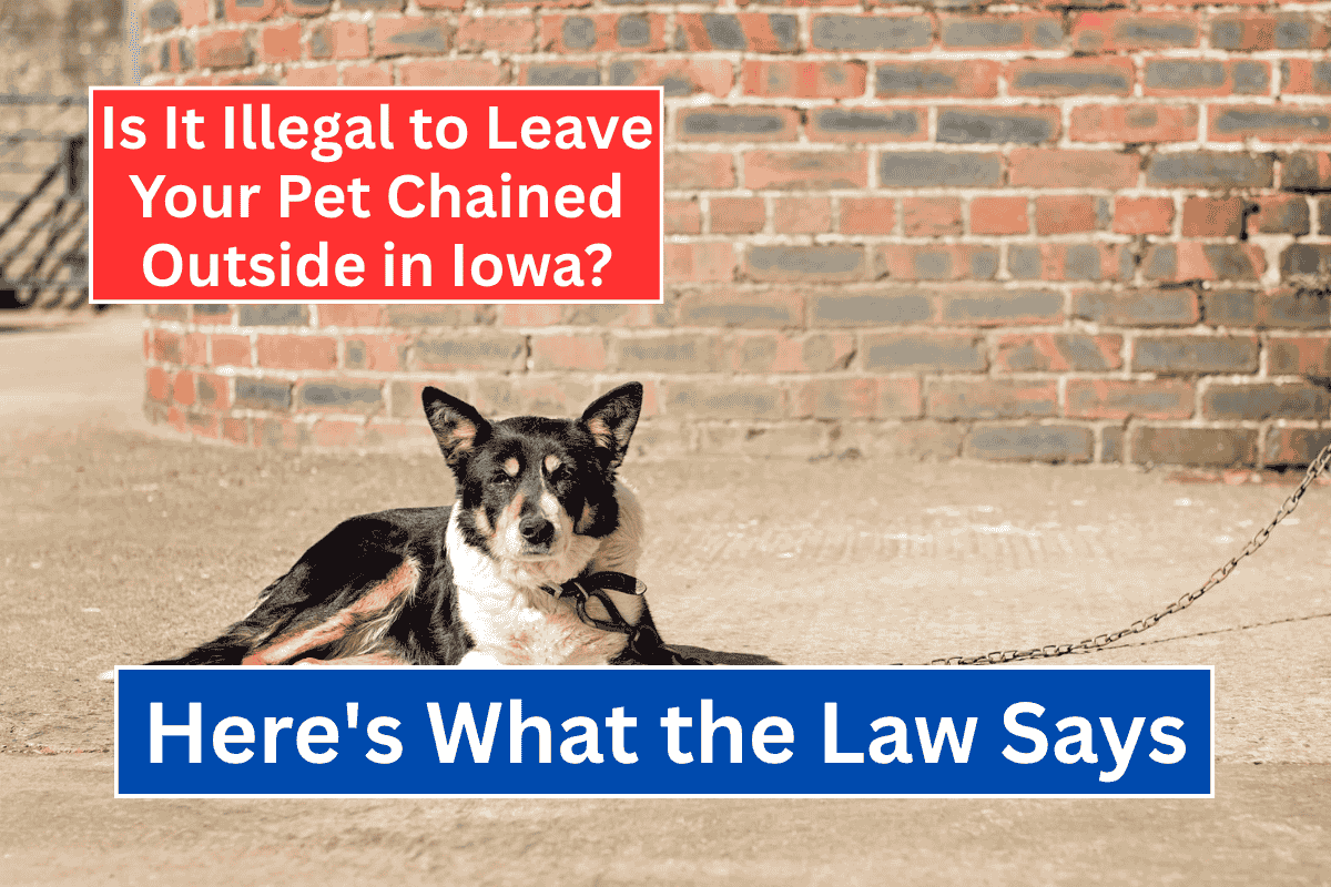 Is It Illegal to Leave Your Pet Chained Outside in Iowa? Here's What the Law Says