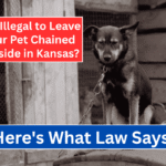 Is It Illegal to Leave Your Pet Chained Outside in Kansas? Here's What the Law Says