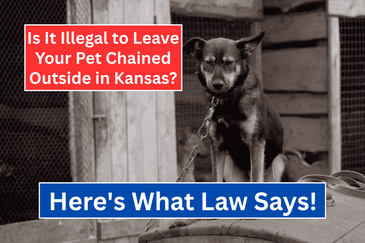 Is It Illegal to Leave Your Pet Chained Outside in Kansas? Here's What the Law Says