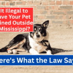 Is It Illegal to Leave Your Pet Chained Outside in Mississippi? Here's What the Law Says
