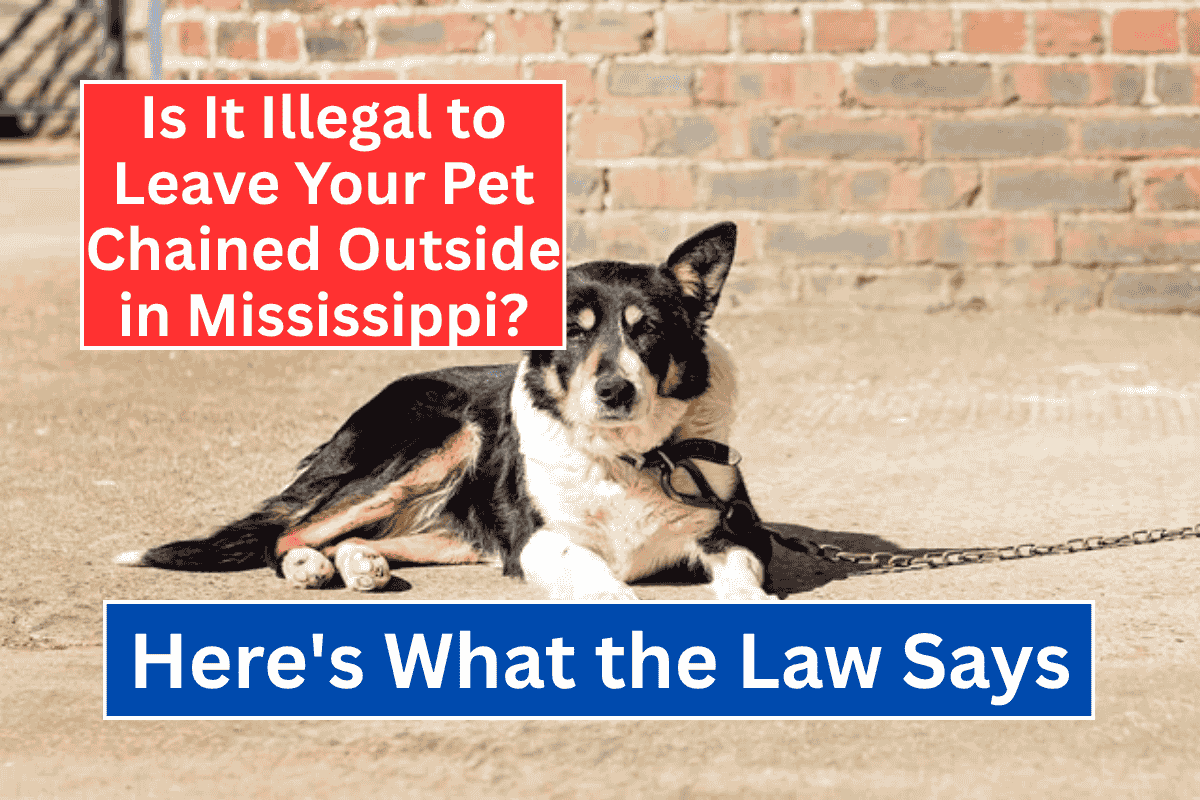 Is It Illegal to Leave Your Pet Chained Outside in Mississippi? Here's What the Law Says