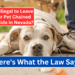 Is It Illegal to Leave Your Pet Chained Outside in Nevada? Here's What the Law Says