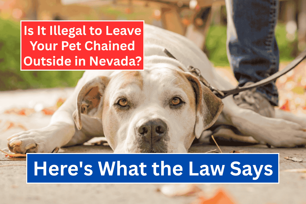 Is It Illegal to Leave Your Pet Chained Outside in Nevada? Here's What the Law Says