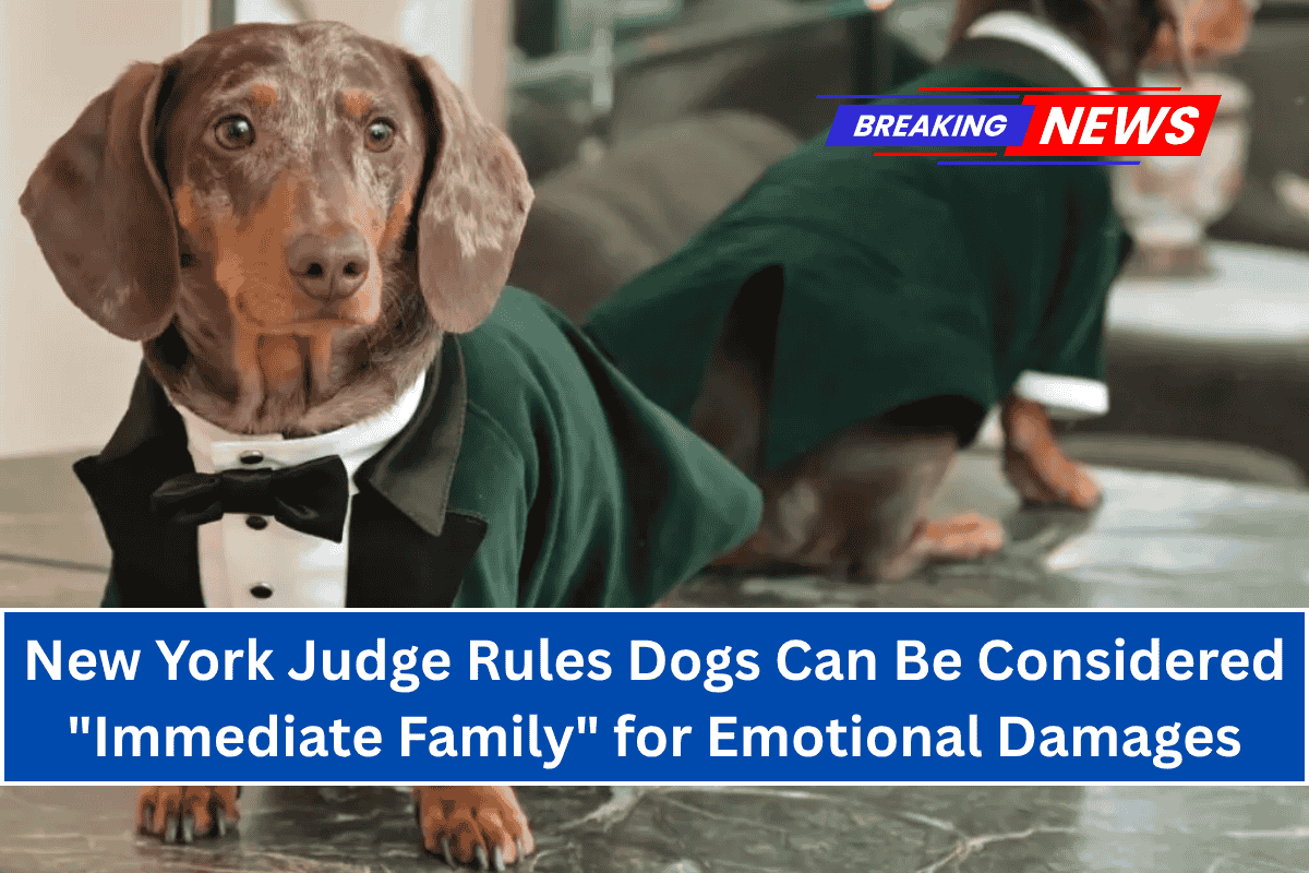 New York Judge Rules Dogs Can Be Considered "Immediate Family" for Emotional Damages