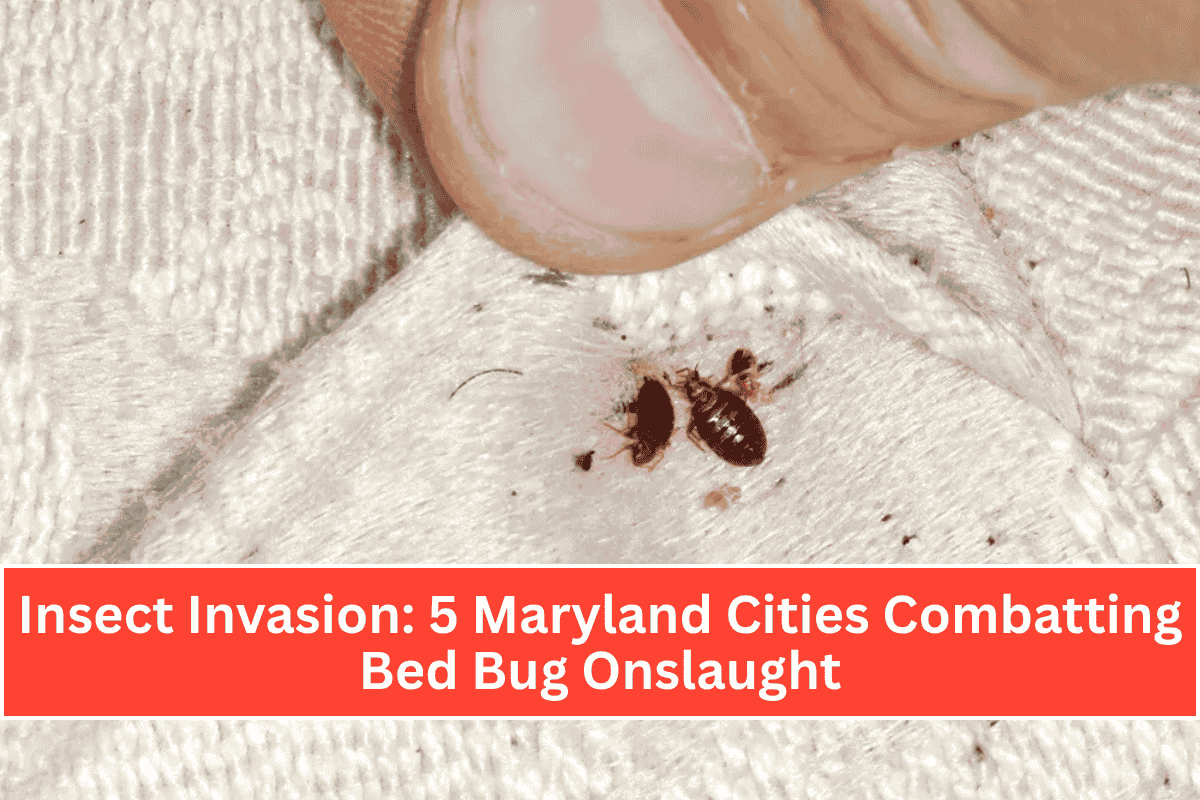 Insect Invasion 5 Maryland Cities Combatting Bed Bug Onslaught