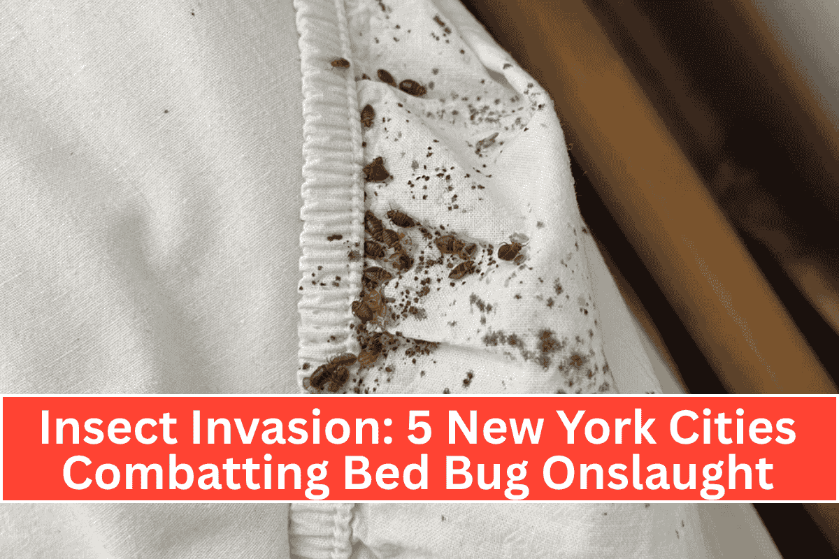 Insect Invasion: 5 New York Cities Combatting Bed Bug Onslaught