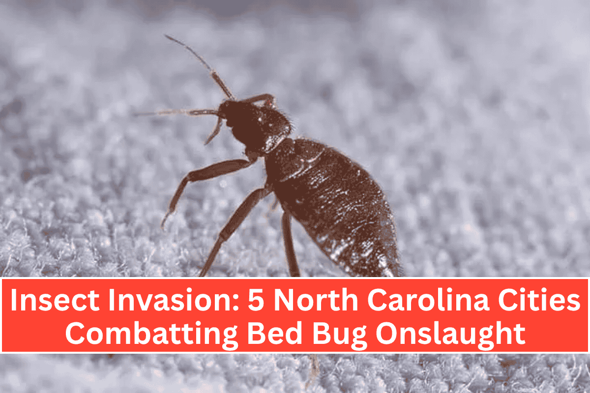 Insect Invasion: 5 North Carolina Cities Combatting Bed Bug Onslaught