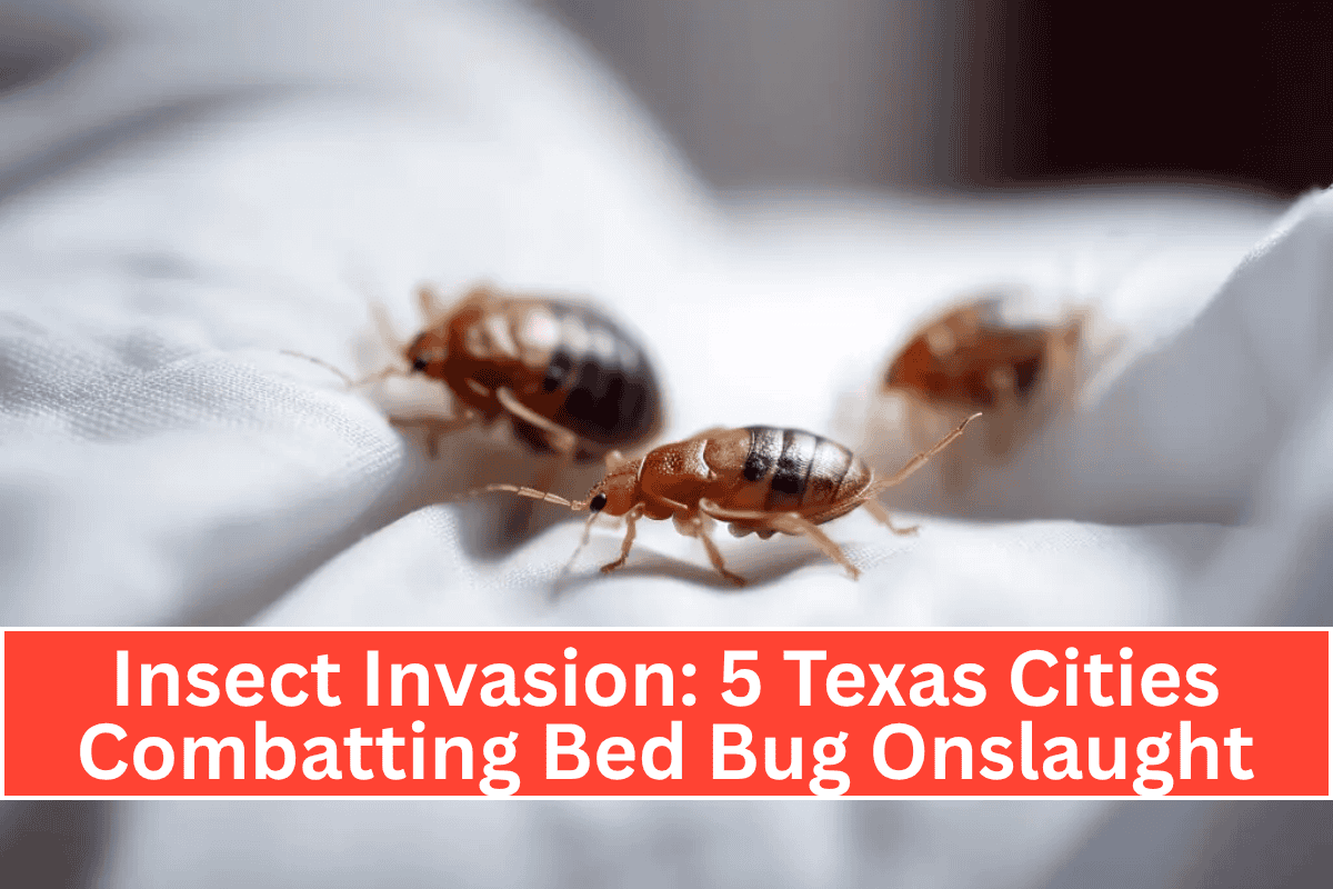 Insect Invasion 5 Texas Cities Combatting Bed Bug Onslaught