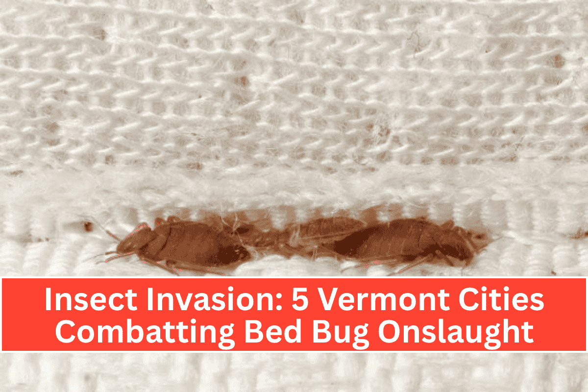 Insect Invasion 5 Vermont Cities Combatting Bed Bug Onslaught