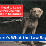 Is It Illegal to Leave Your Pet Chained Outside in California? Here's What the Law Says