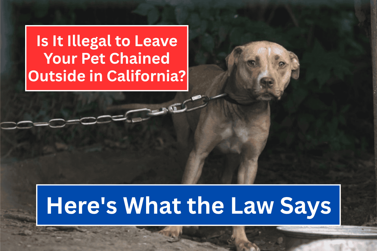 Is It Illegal to Leave Your Pet Chained Outside in California? Here's What the Law Says