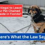Is It Illegal to Leave Your Pet Chained Outside in Florida Here's What the Law Says