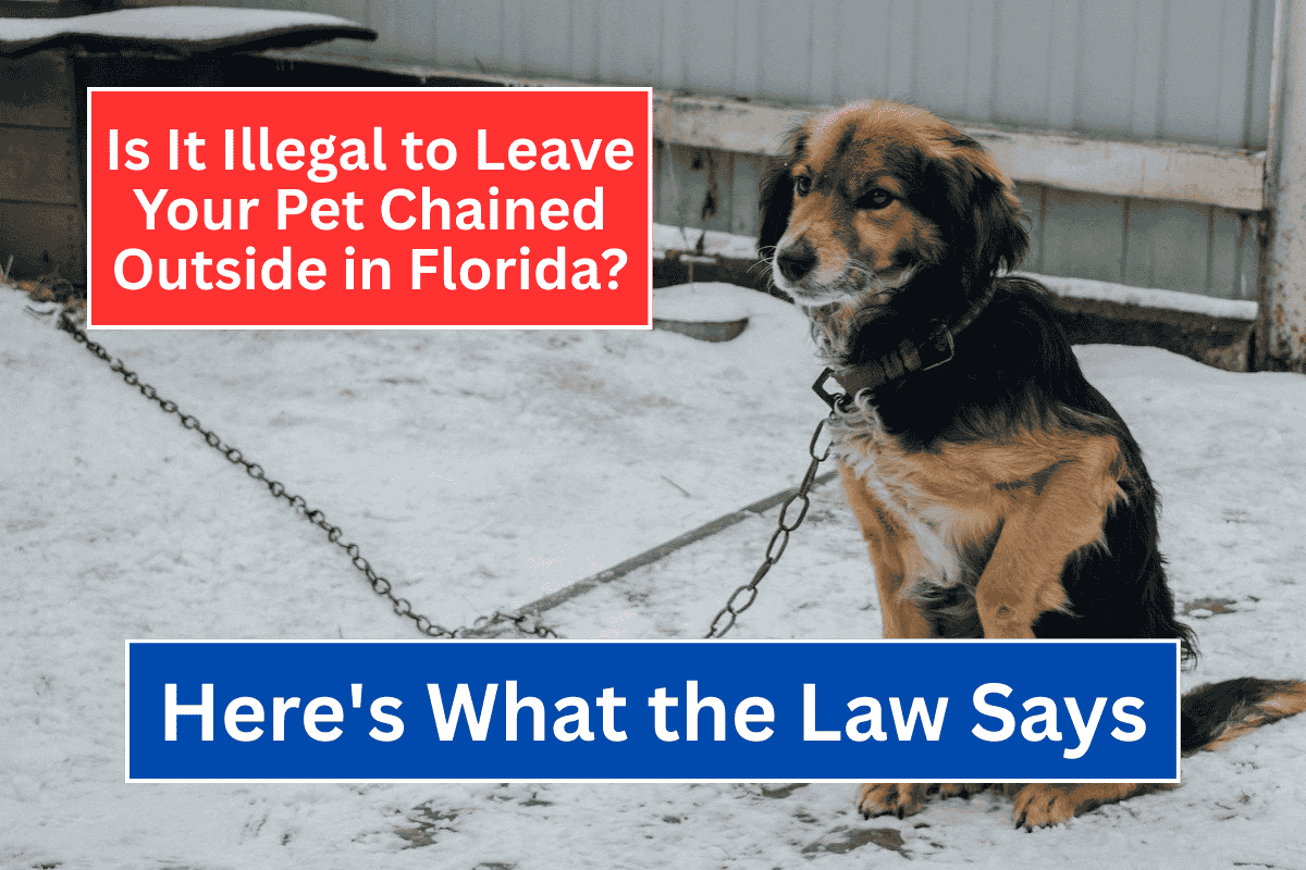 Is It Illegal to Leave Your Pet Chained Outside in Florida Here's What the Law Says