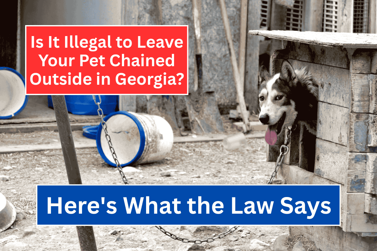Is It Illegal to Leave Your Pet Chained Outside in Georgia Here's What the Law Says