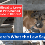 Is It Illegal to Leave Your Pet Chained Outside in Illinois Here's What the Law Says