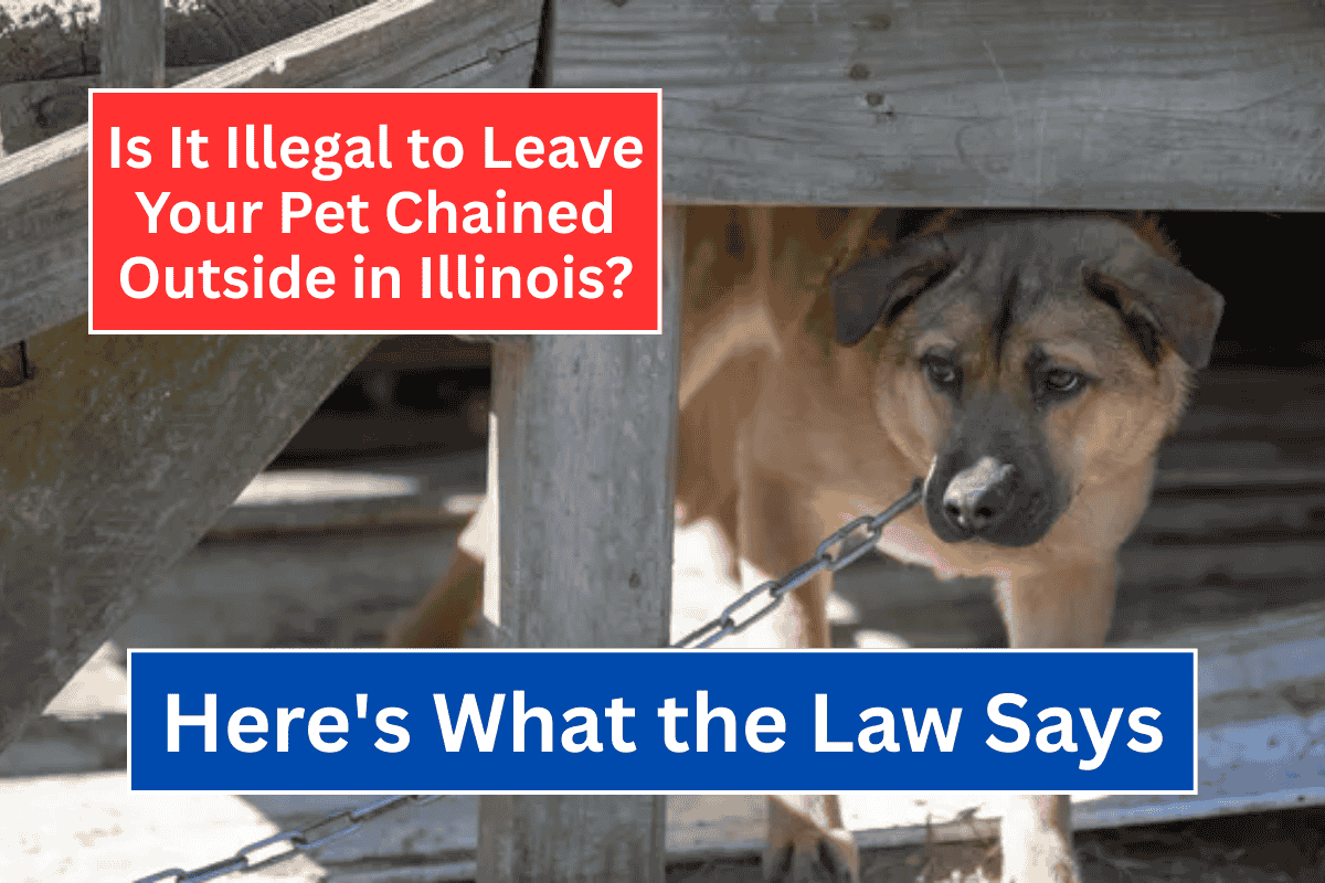 Is It Illegal to Leave Your Pet Chained Outside in Illinois Here's What the Law Says