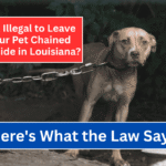 Is It Illegal to Leave Your Pet Chained Outside in Louisiana Here's What the Law Says