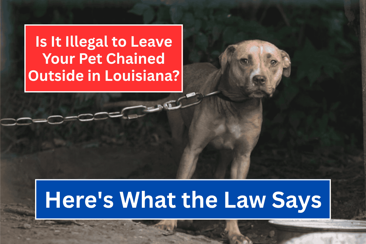 Is It Illegal to Leave Your Pet Chained Outside in Louisiana Here's What the Law Says
