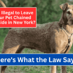 Is It Illegal to Leave Your Pet Chained Outside in New York Here's What the Law Says