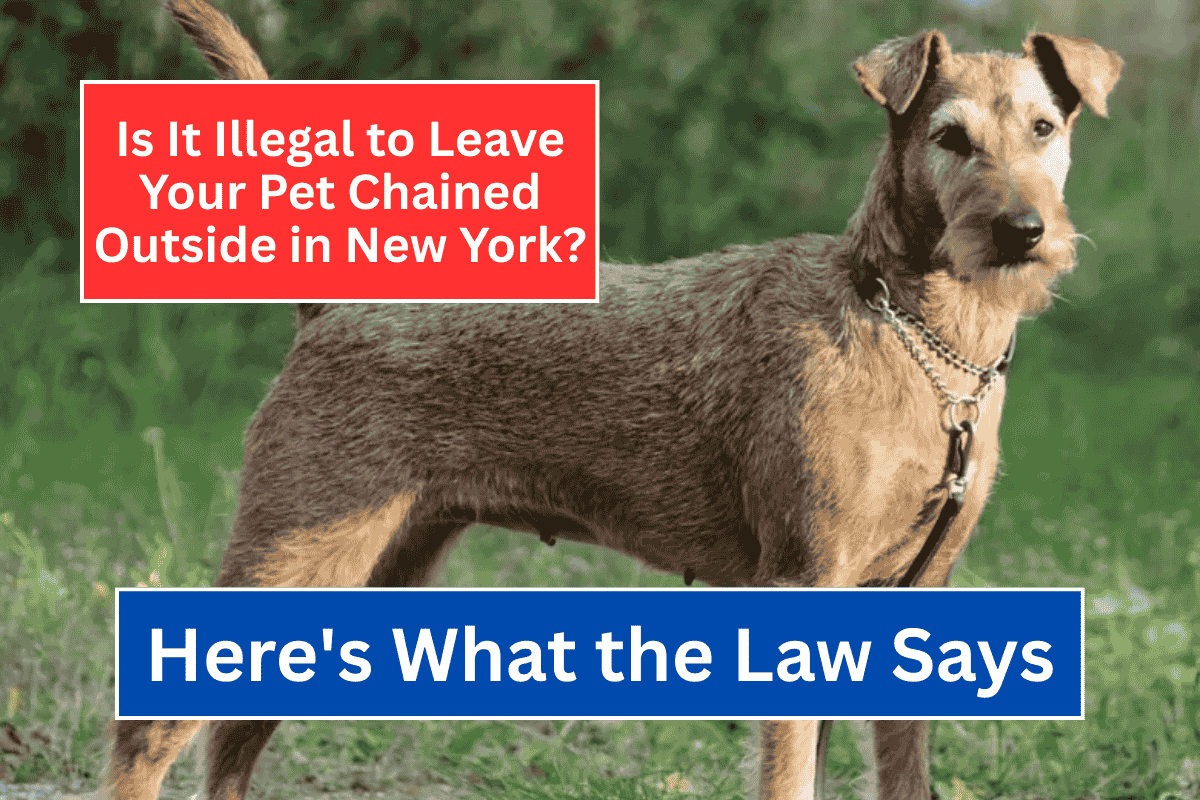 Is It Illegal to Leave Your Pet Chained Outside in New York Here's What the Law Says
