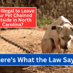 Is It Illegal to Leave Your Pet Chained Outside in North Carolina Here's What the Law Says