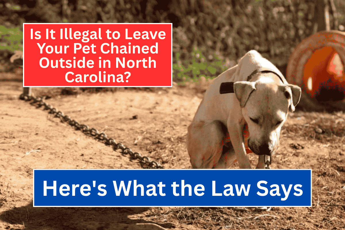 Is It Illegal to Leave Your Pet Chained Outside in North Carolina Here's What the Law Says