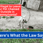 Is It Illegal to Leave Your Pet Chained Outside in Pennsylvania? Here’s What the Law Says