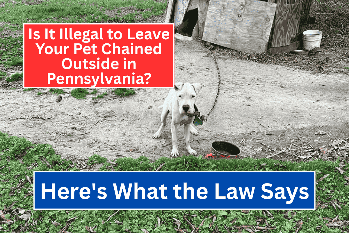 Is It Illegal to Leave Your Pet Chained Outside in Pennsylvania? Here’s What the Law Says