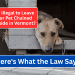Is It Illegal to Leave Your Pet Chained Outside in Vermont? Here's What the Law Says