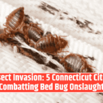 Insect Invasion: 5 Connecticut Cities Combatting Bed Bug Onslaught