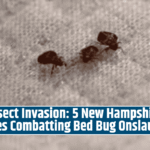 Insect Invasion: 5 New Hampshire Cities Combatting Bed Bug Onslaught