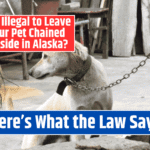 Is It Illegal to Leave Your Pet Chained Outside in Alaska? Here's What the Law Says