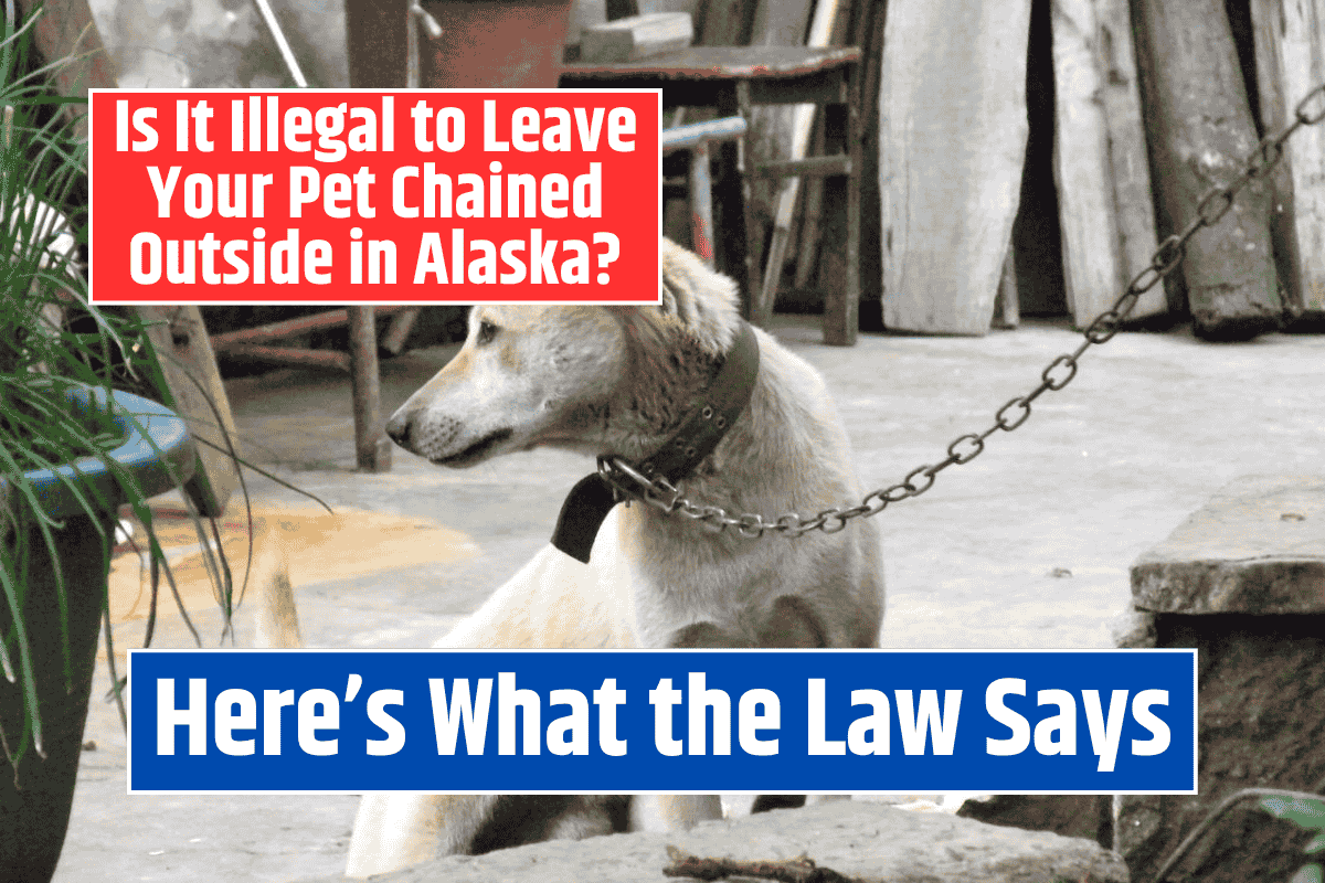 Is It Illegal to Leave Your Pet Chained Outside in Alaska? Here's What the Law Says