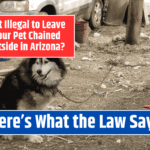 Is It Illegal to Leave Your Pet Chained Outside in Arizona? Here's What the Law Says