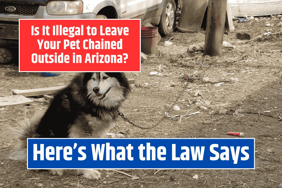 Is It Illegal to Leave Your Pet Chained Outside in Arizona? Here's What the Law Says
